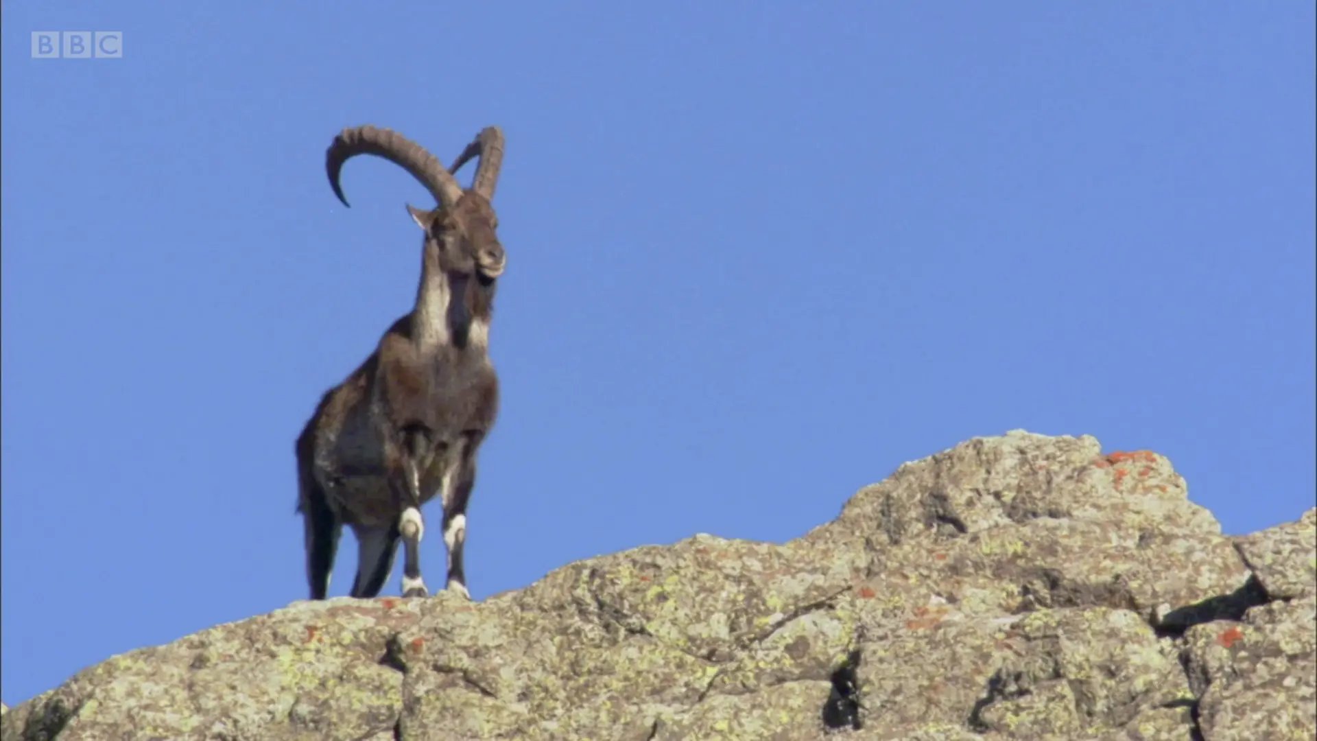 Walia ibex (Capra walie) as shown in Planet Earth - Mountains